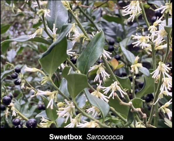 What’s Bloomin? – Sweetbox Sarcococca