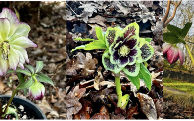 Hendricks Park Update: February 2026