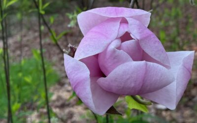 Hendricks Park Update: March, 2026