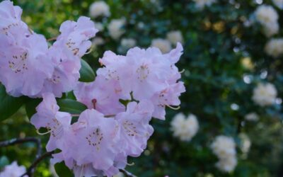 Hendrick Park Update, April 2026